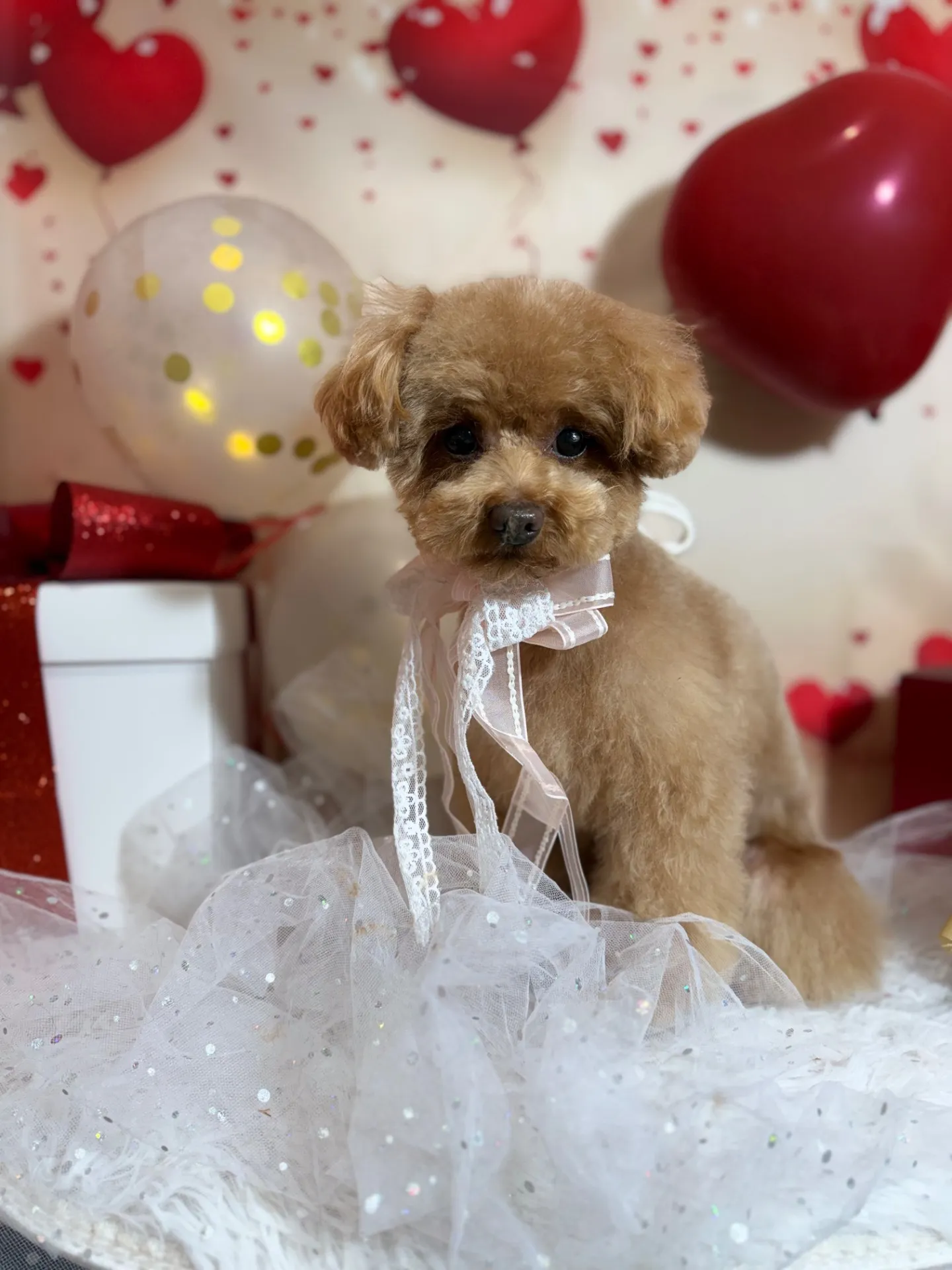 ビジューちゃん