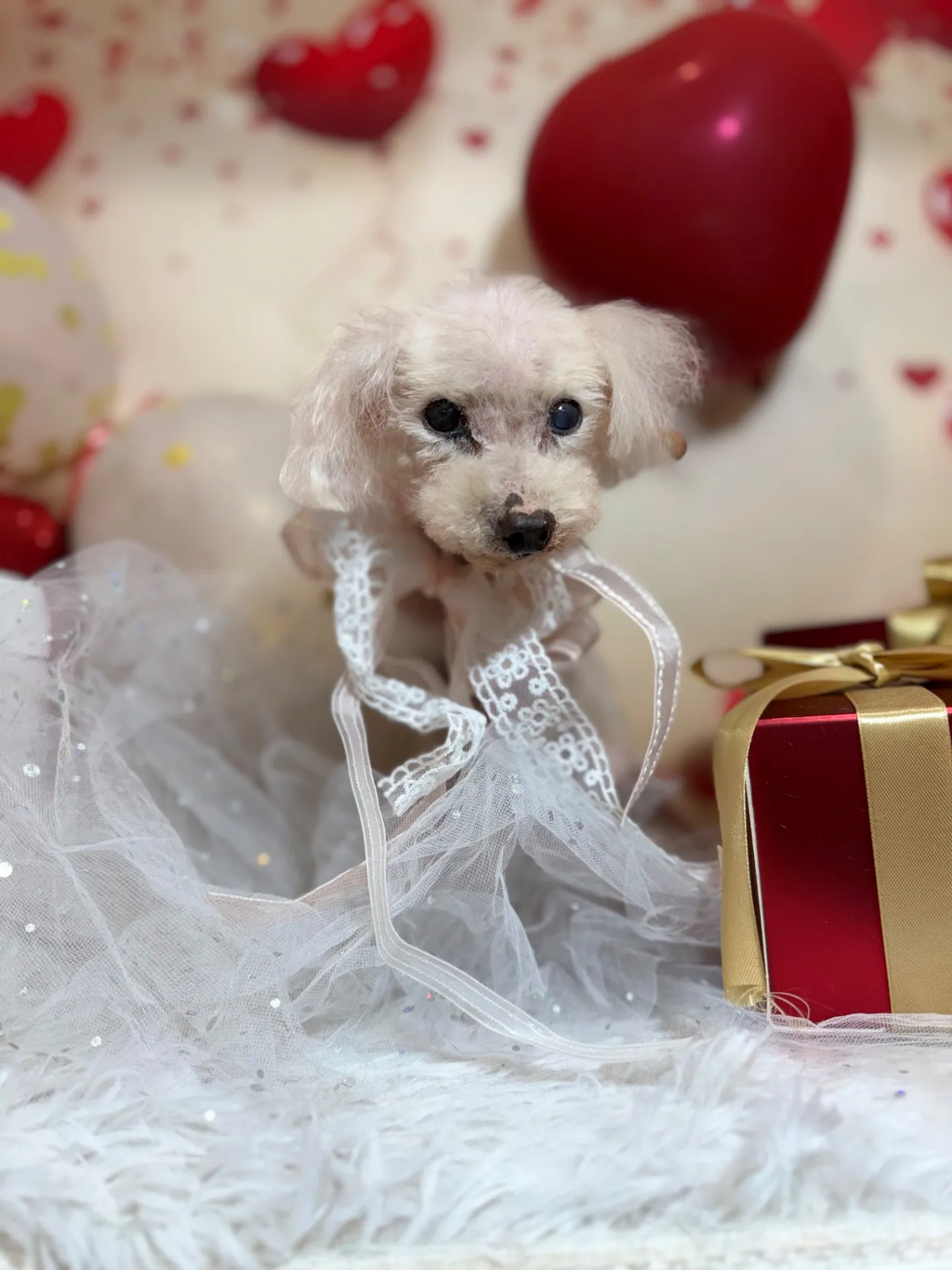 シェリーちゃん