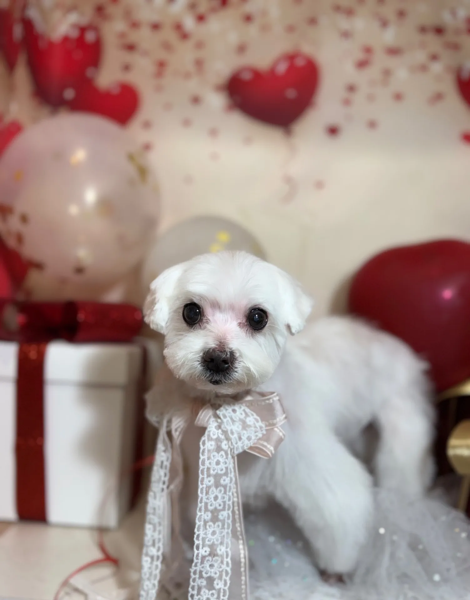 シェリーちゃん