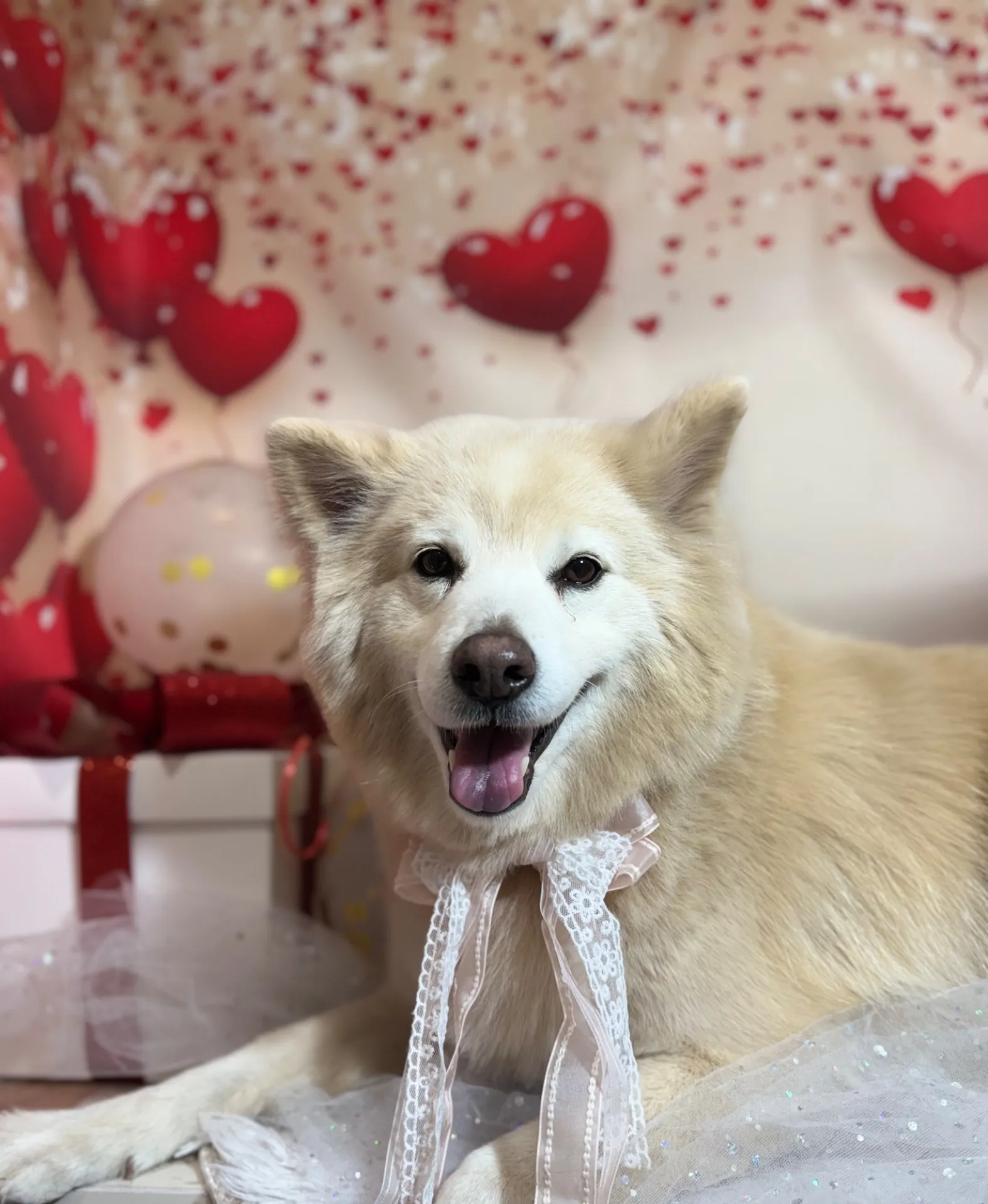 クリームちゃん