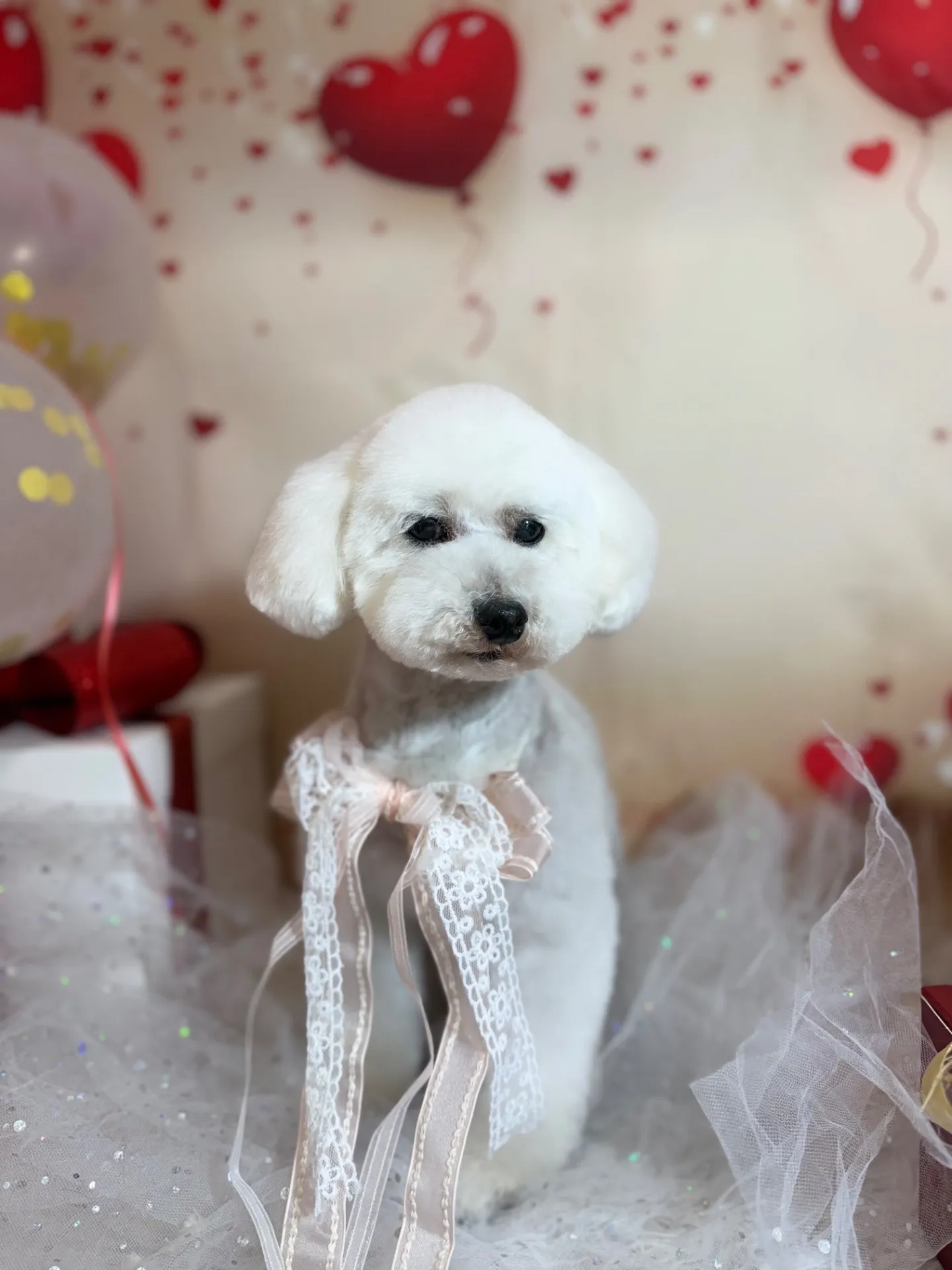 コットンちゃん