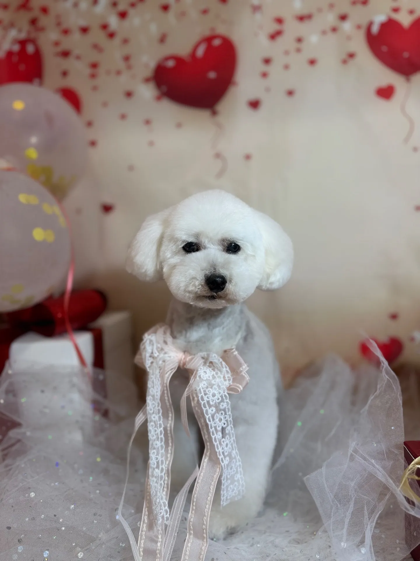 コットンちゃん