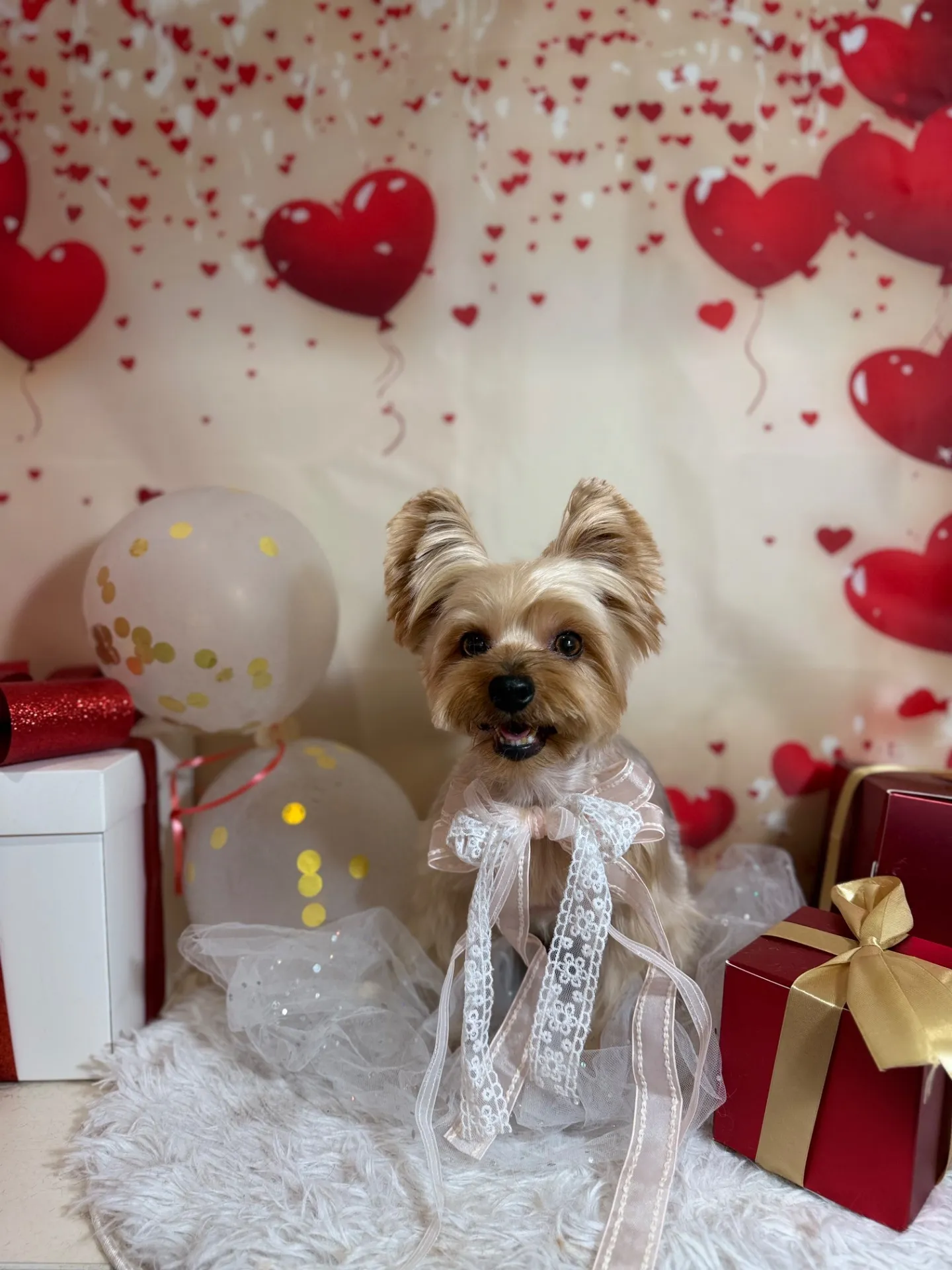 ギントキちゃん