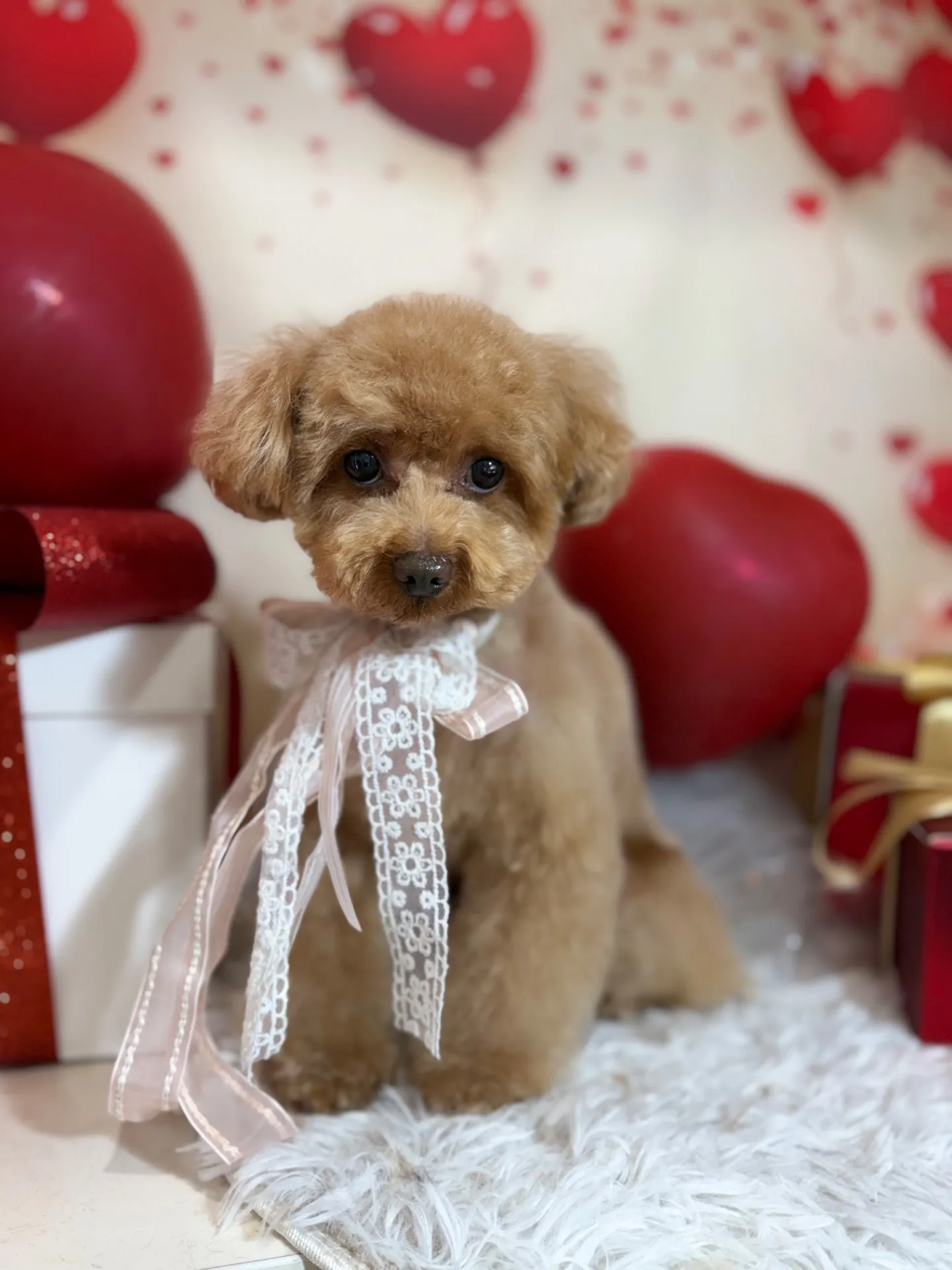 ビジューちゃん