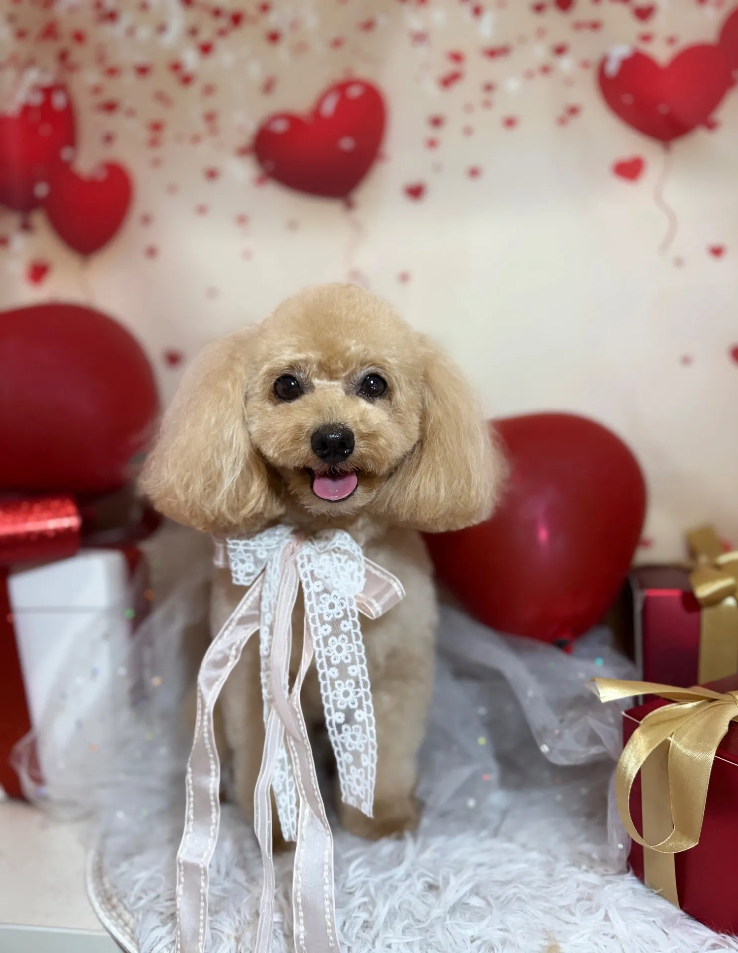 アンディちゃん