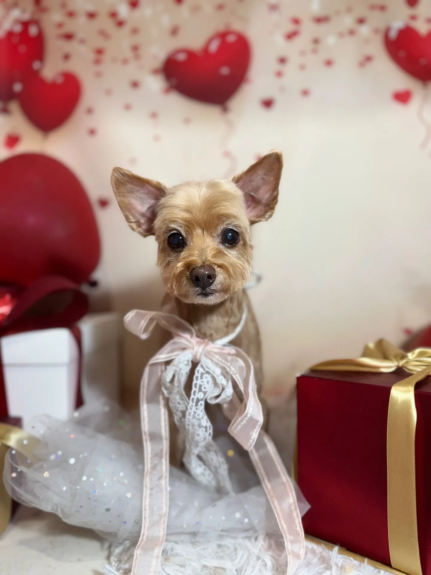 ティアラちゃん