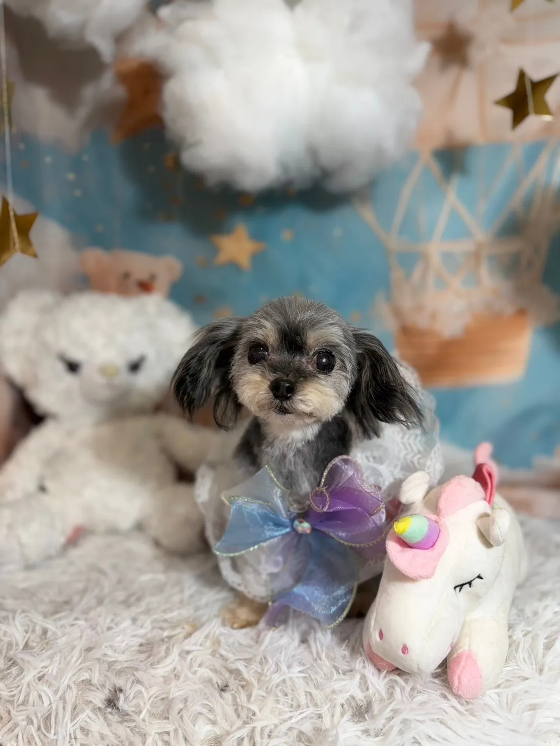 ショコラちゃん