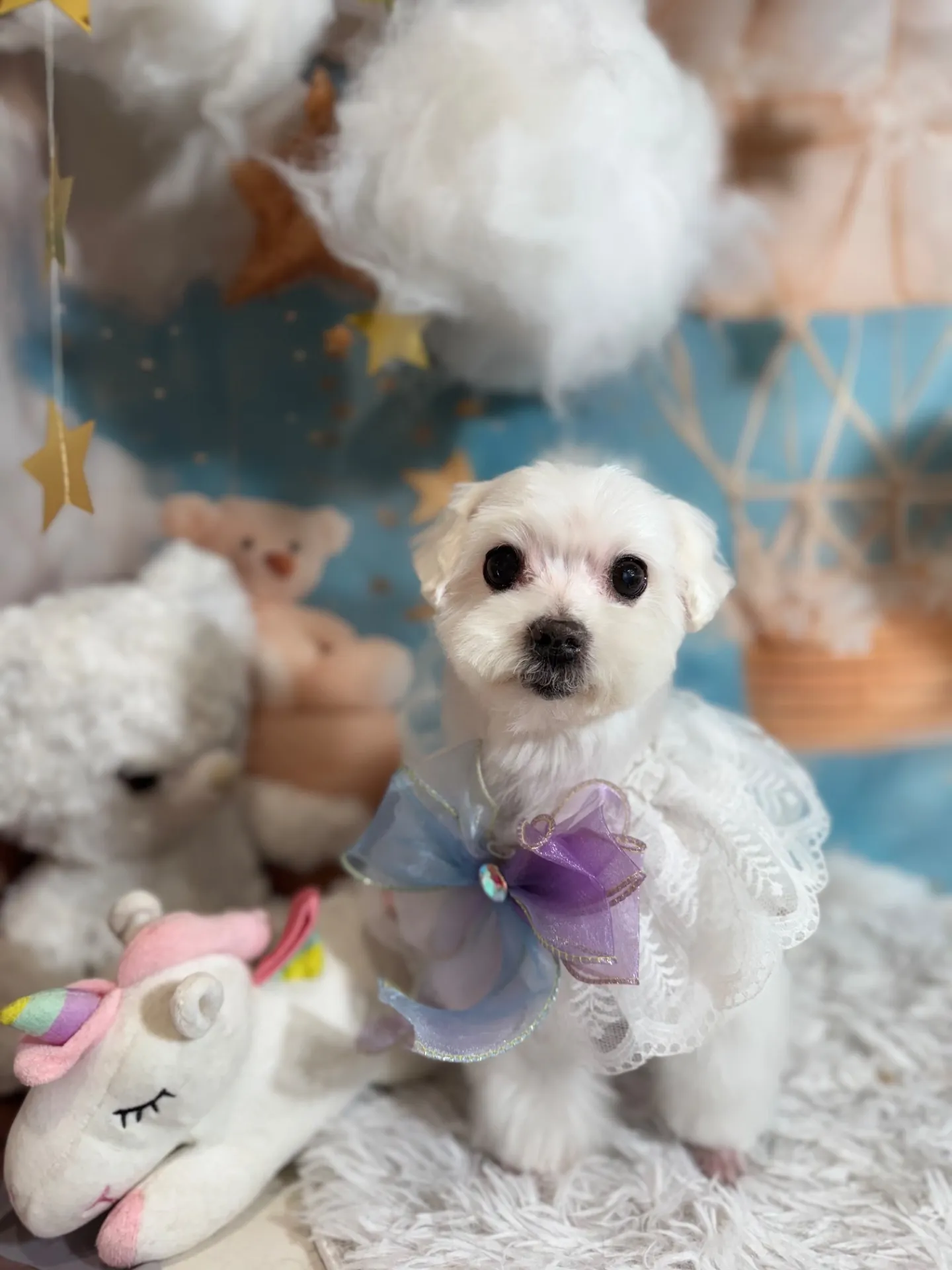 シェリーちゃん