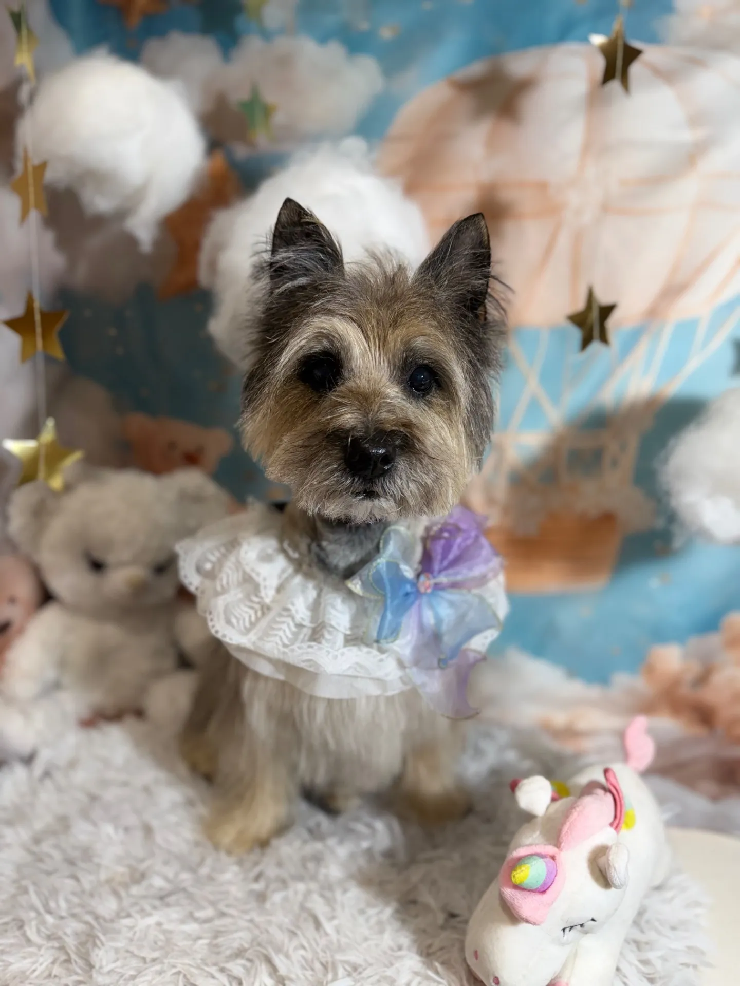 ジャックちゃん