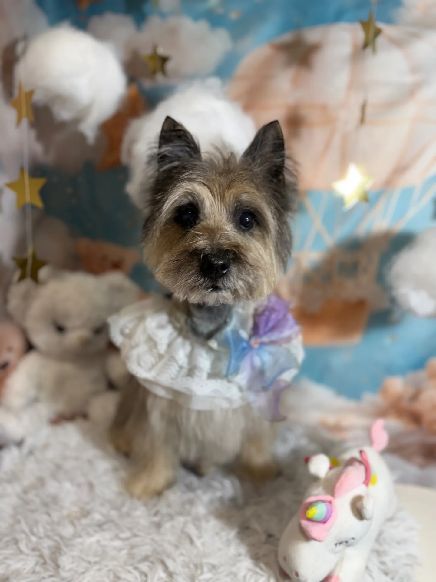 ジャックちゃん