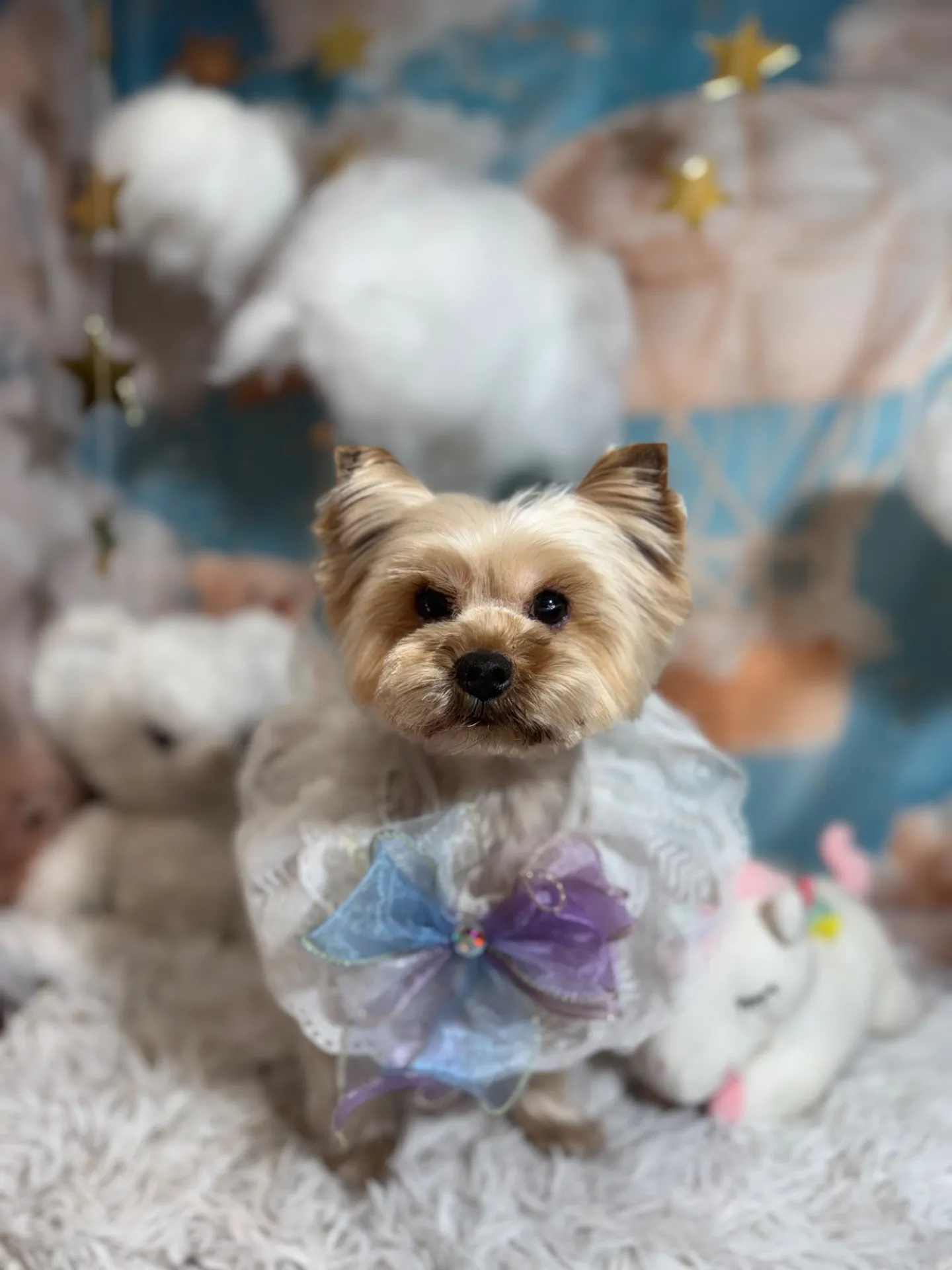 キャップちゃん