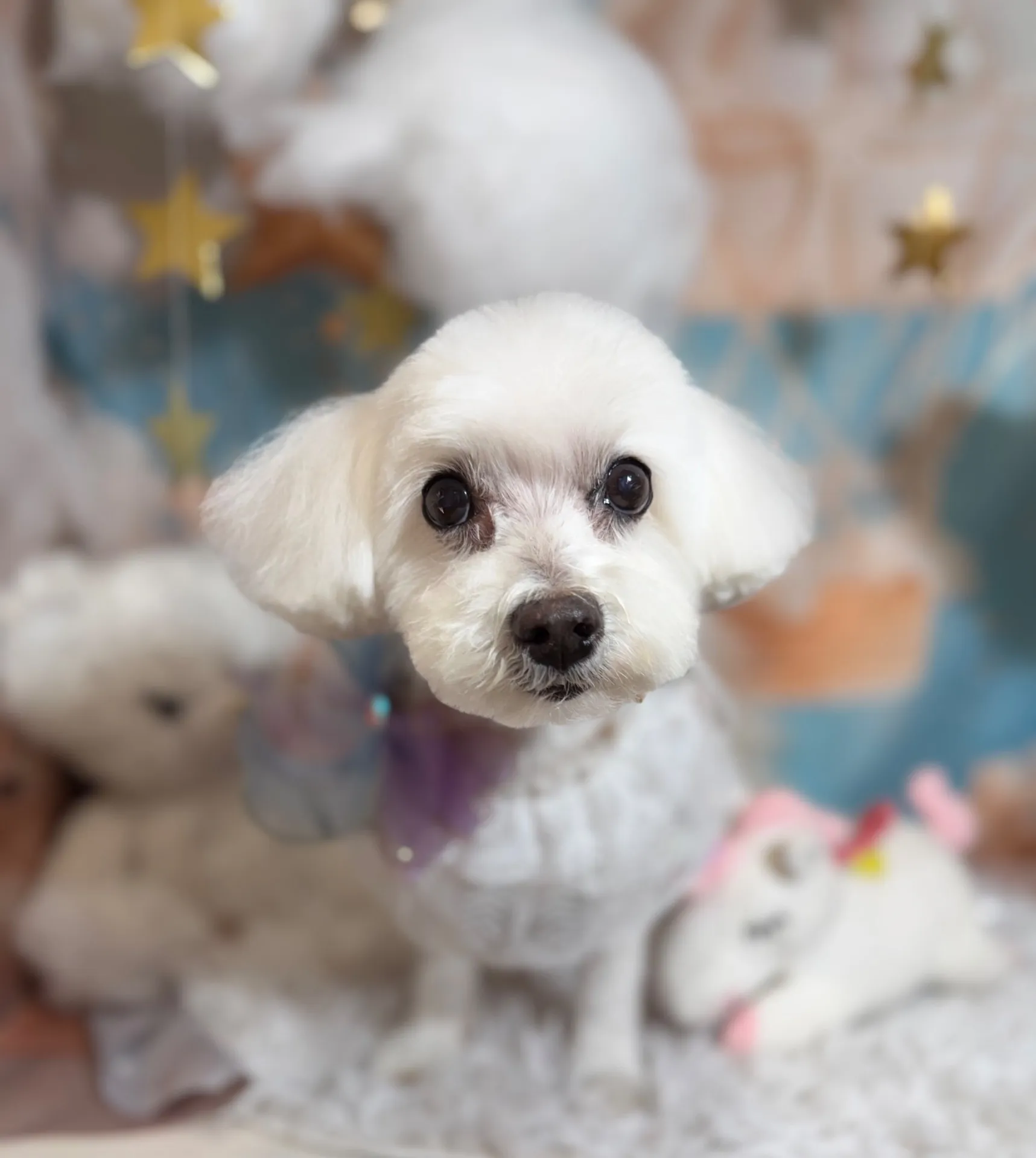 ティファニーちゃん