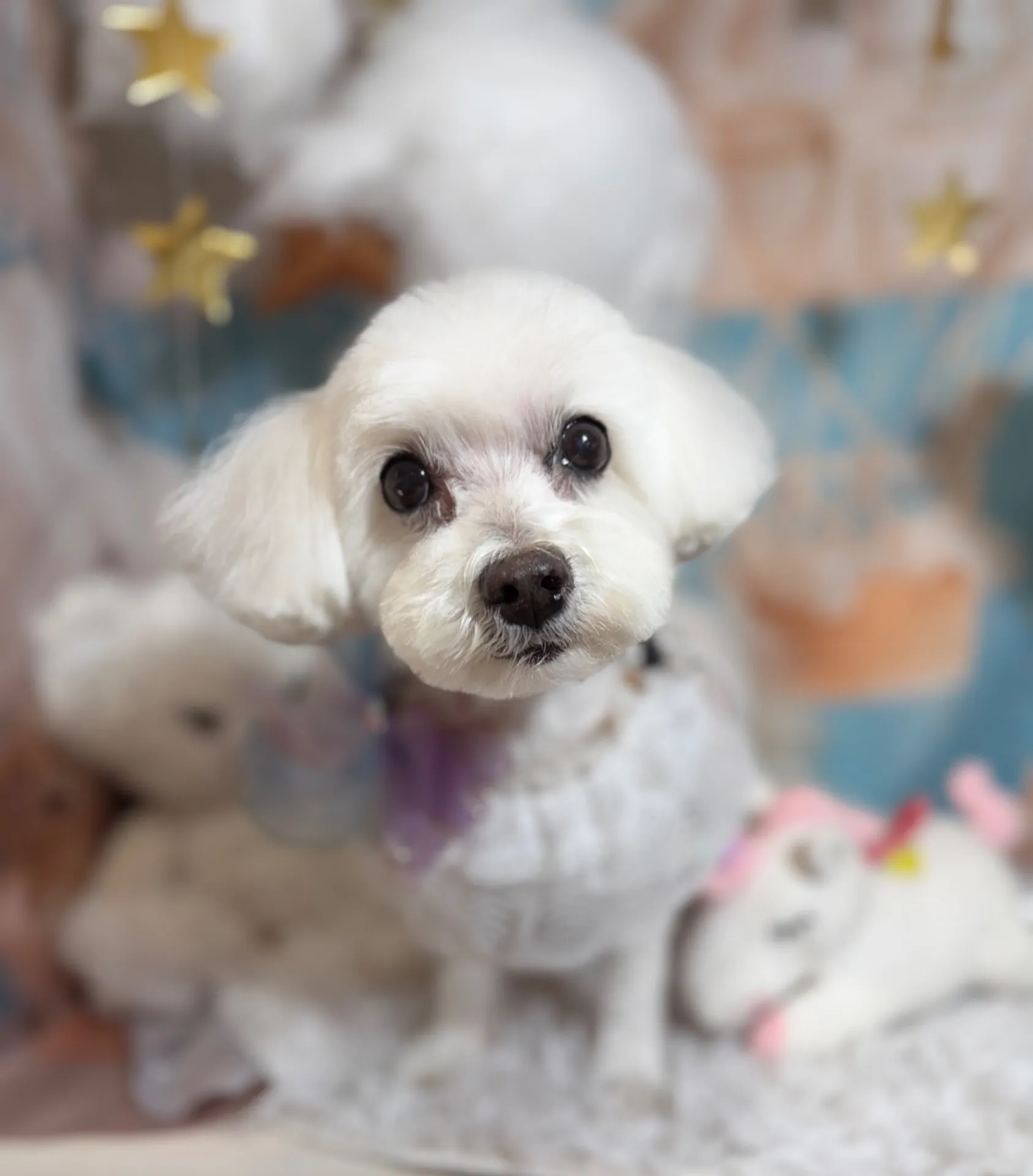 ティファニーちゃん