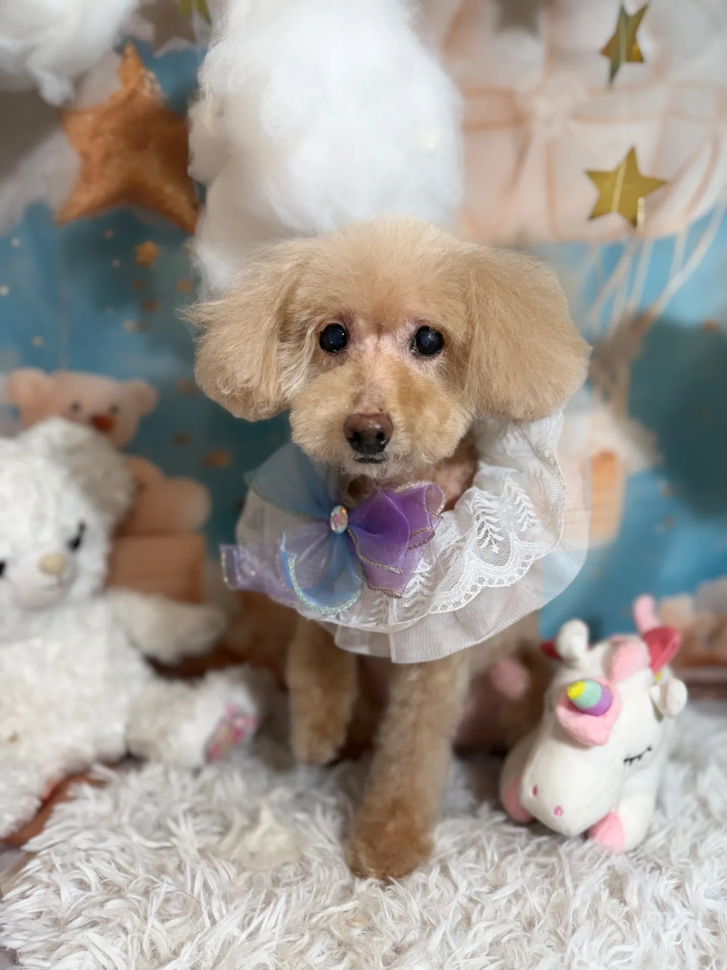 ティアラちゃん