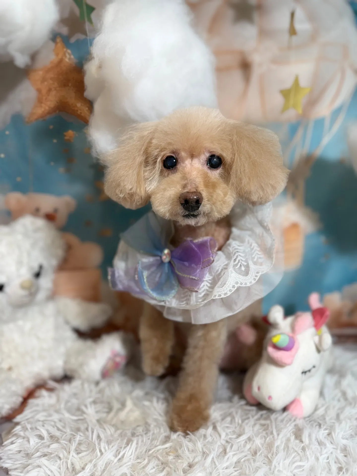 ティアラちゃん