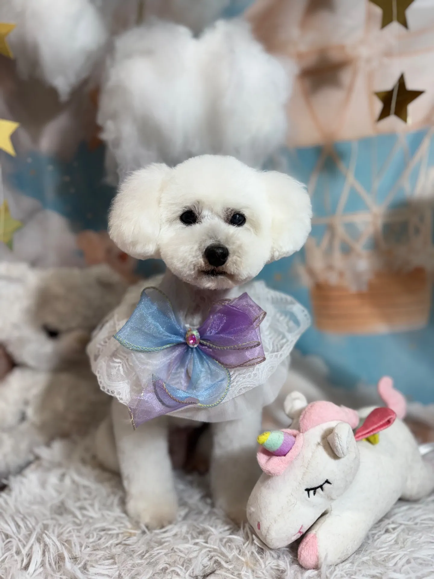 コットンちゃん