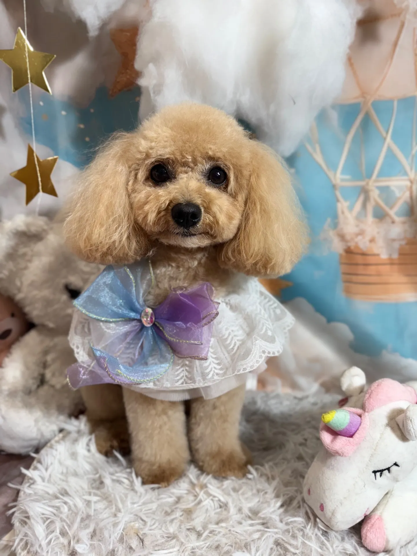 アンディちゃん