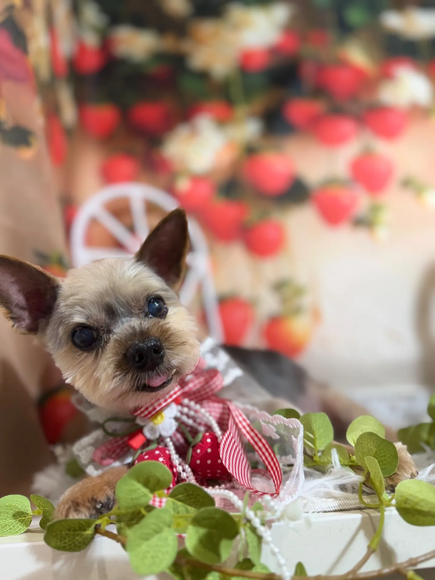 シンノスケくん