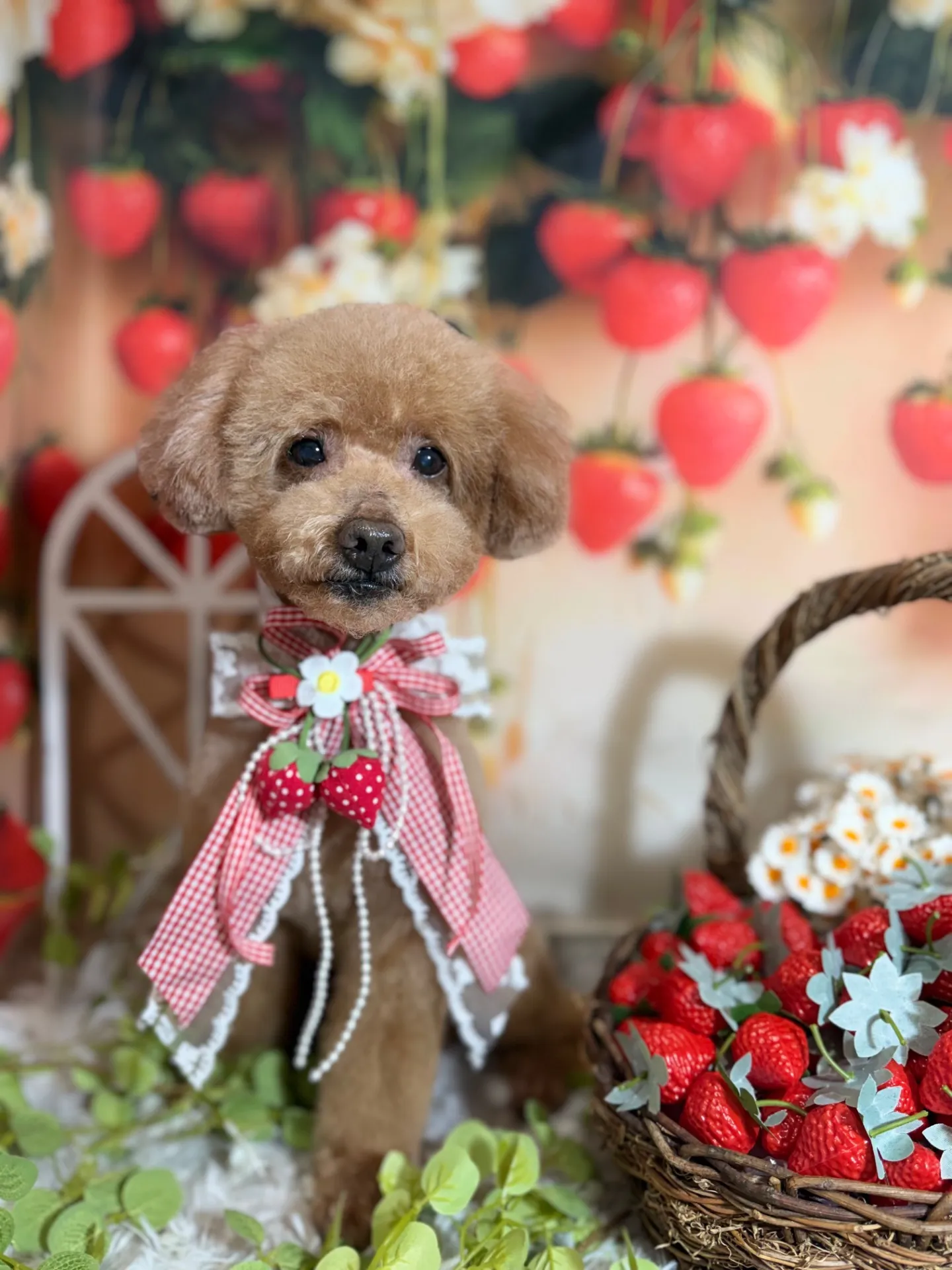 クッキーちゃん