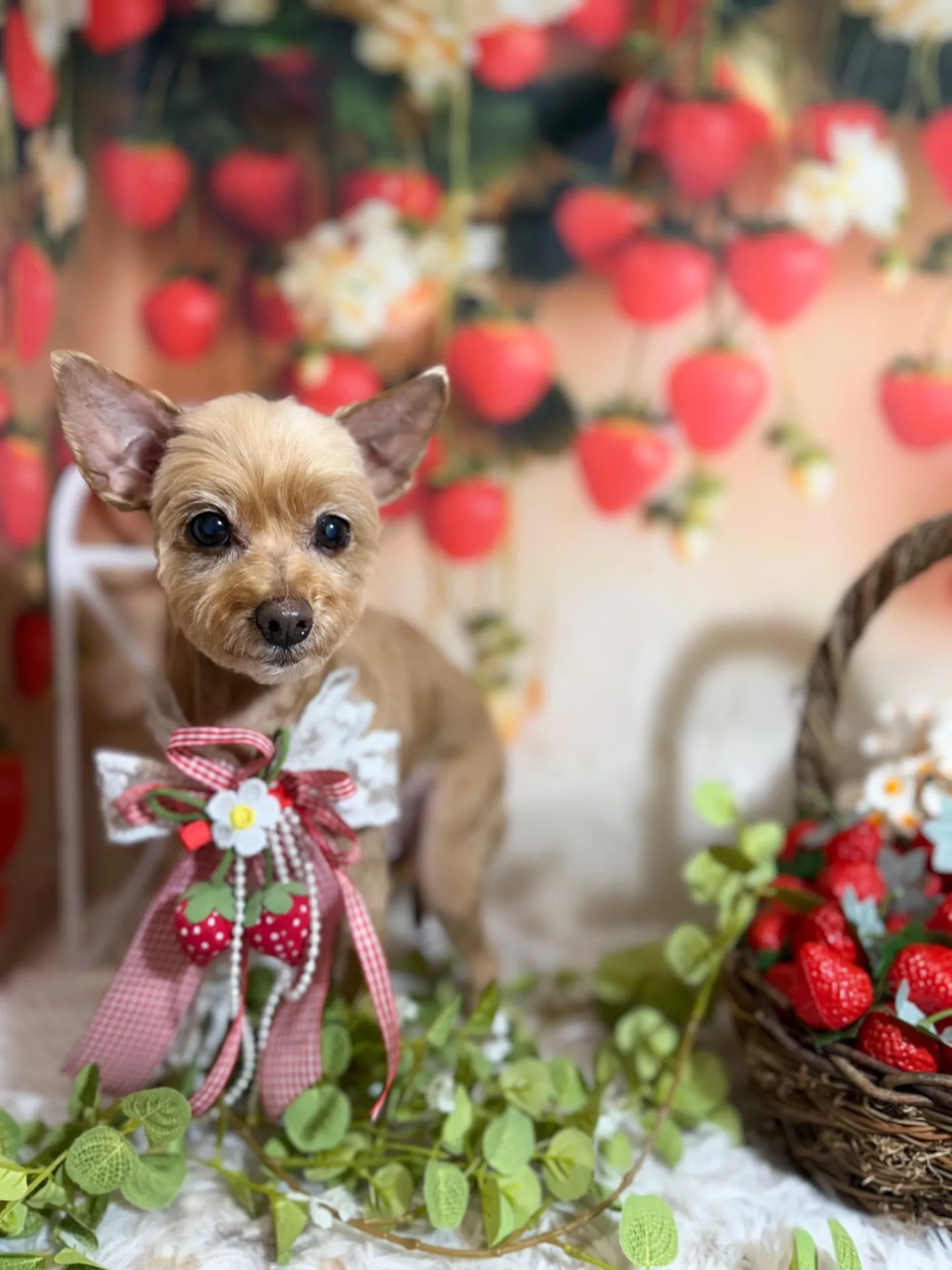 ティアラちゃん