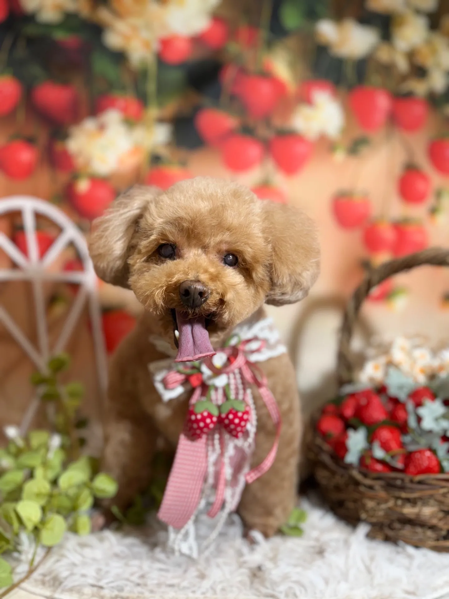 シェリーちゃん