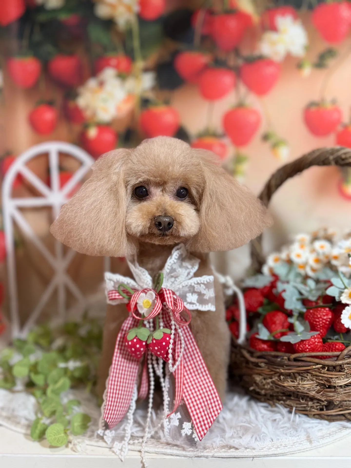 アンジュちゃん