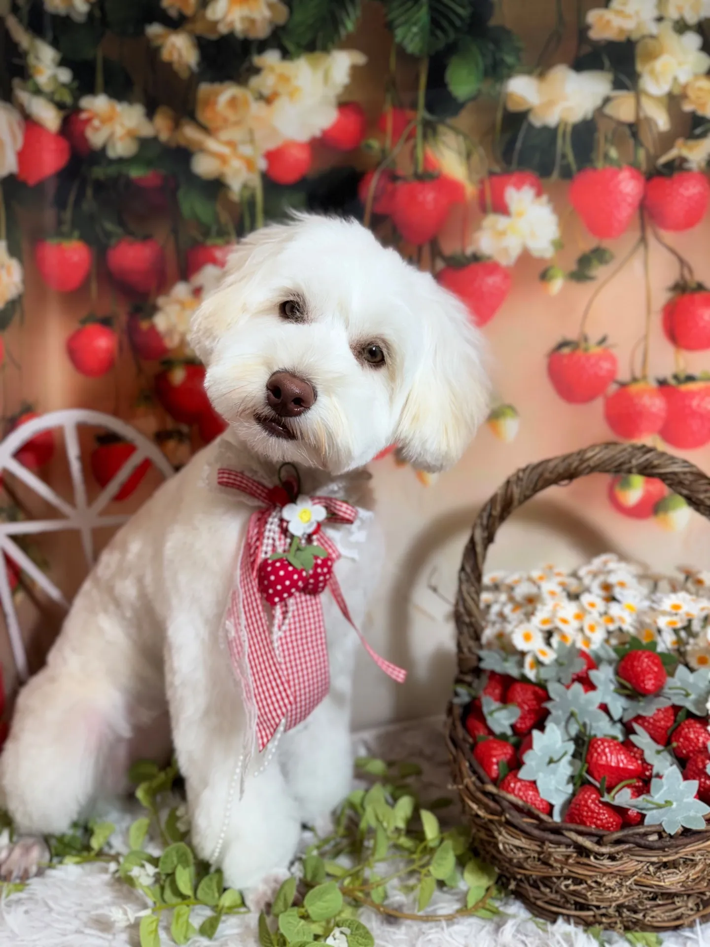 ヴィットーリアちゃん