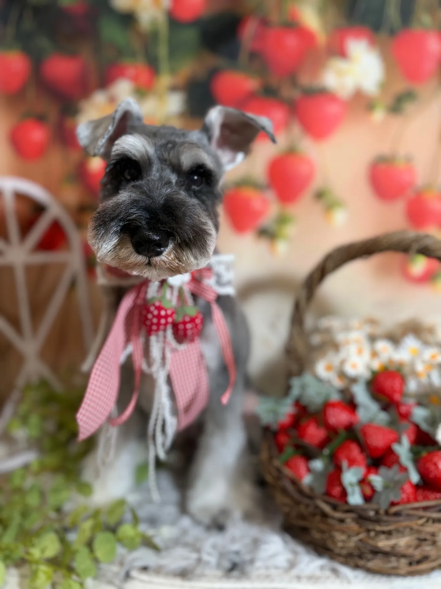 ルドルフちゃん