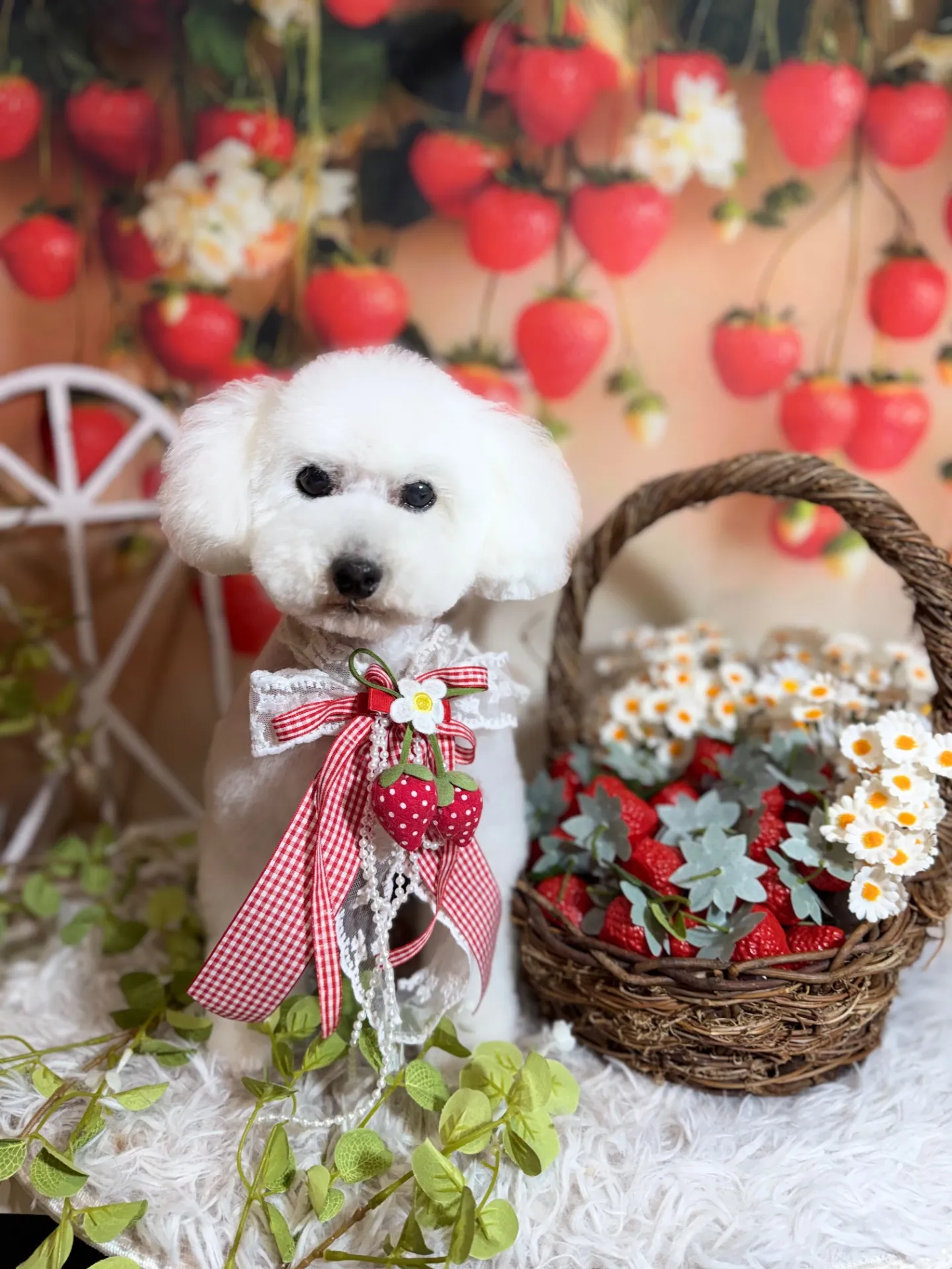 コットンちゃん