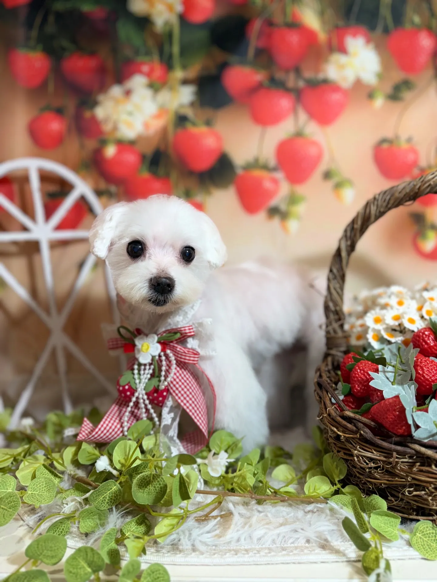 シェリーちゃん