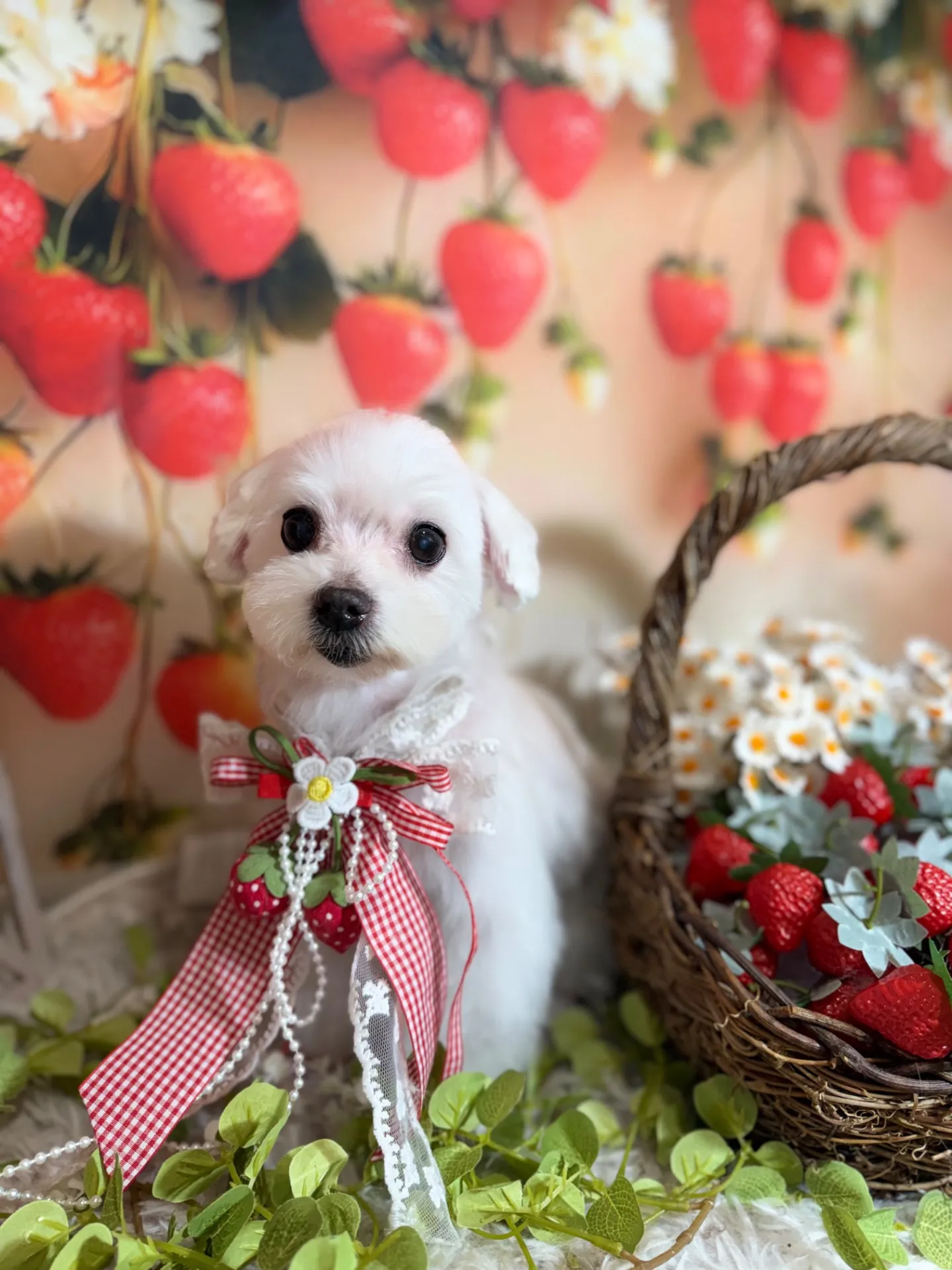 シェリーちゃん