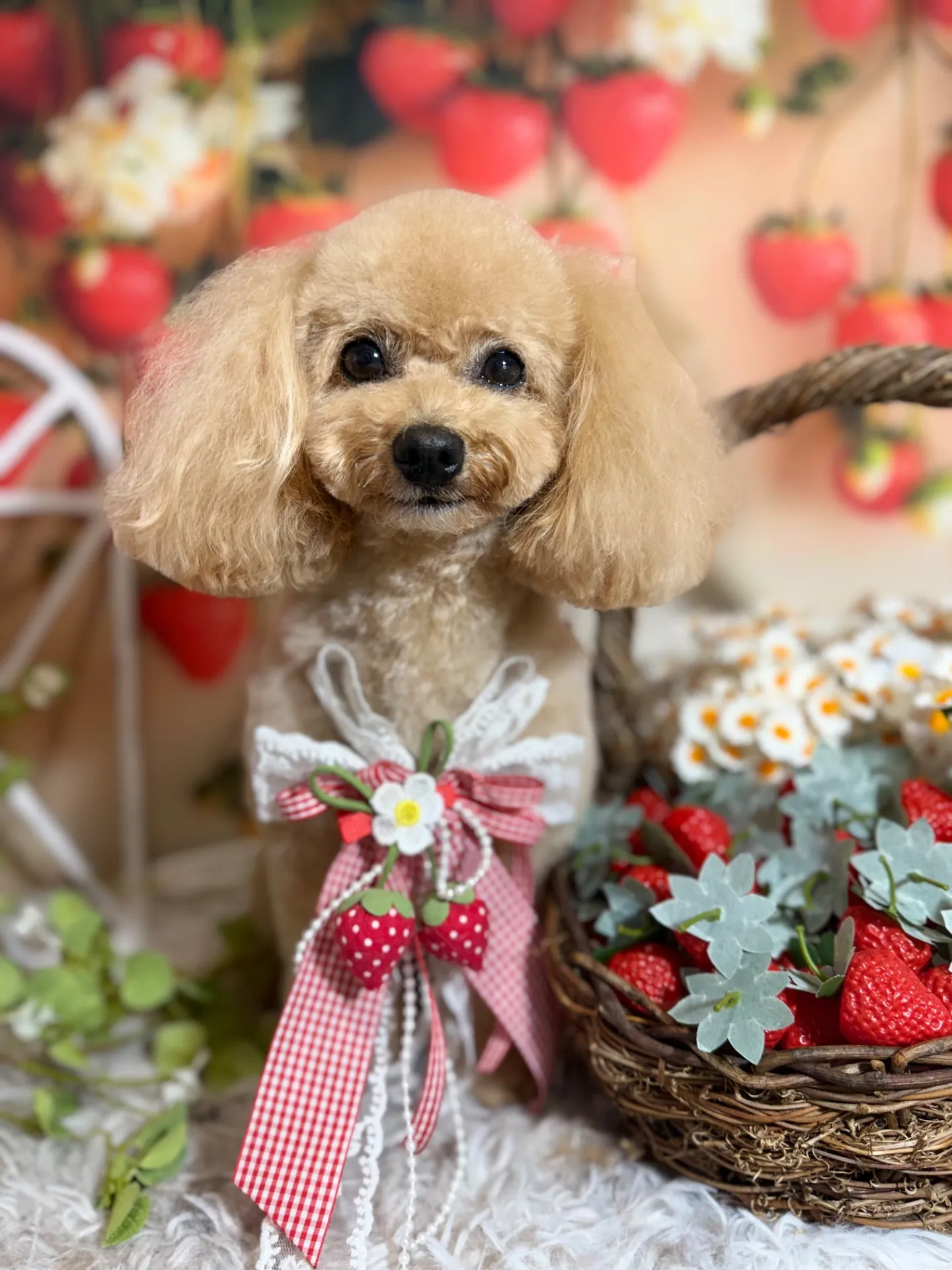 アンディちゃん