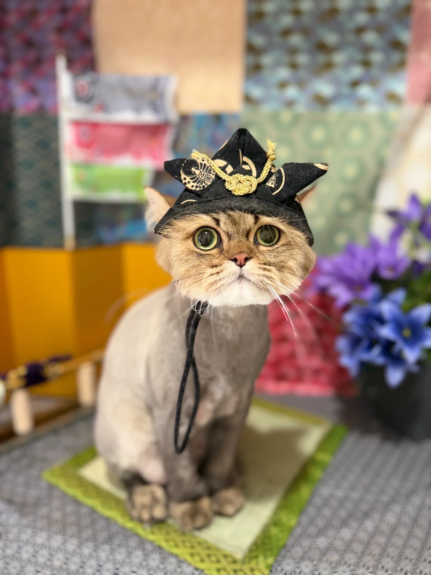 チャチャちゃん