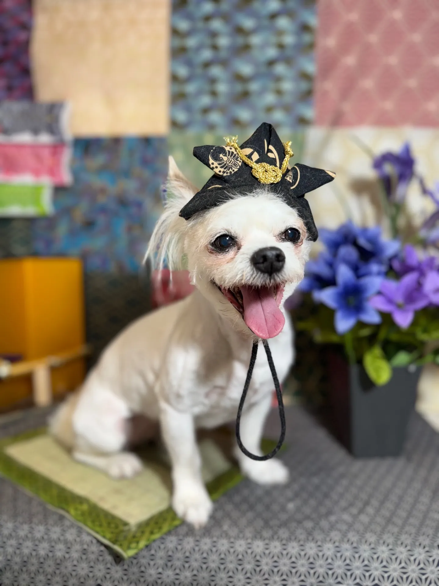 ハルルちゃん