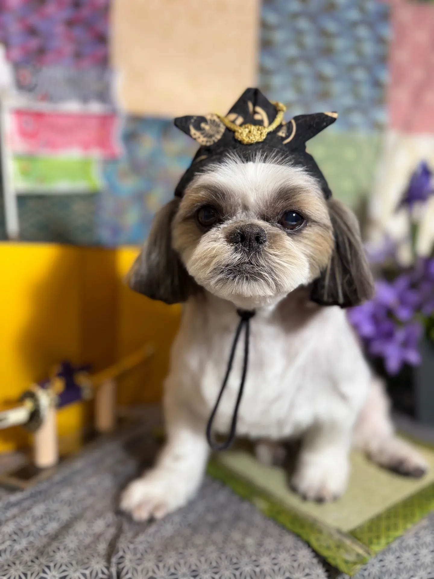 モモタロウくん