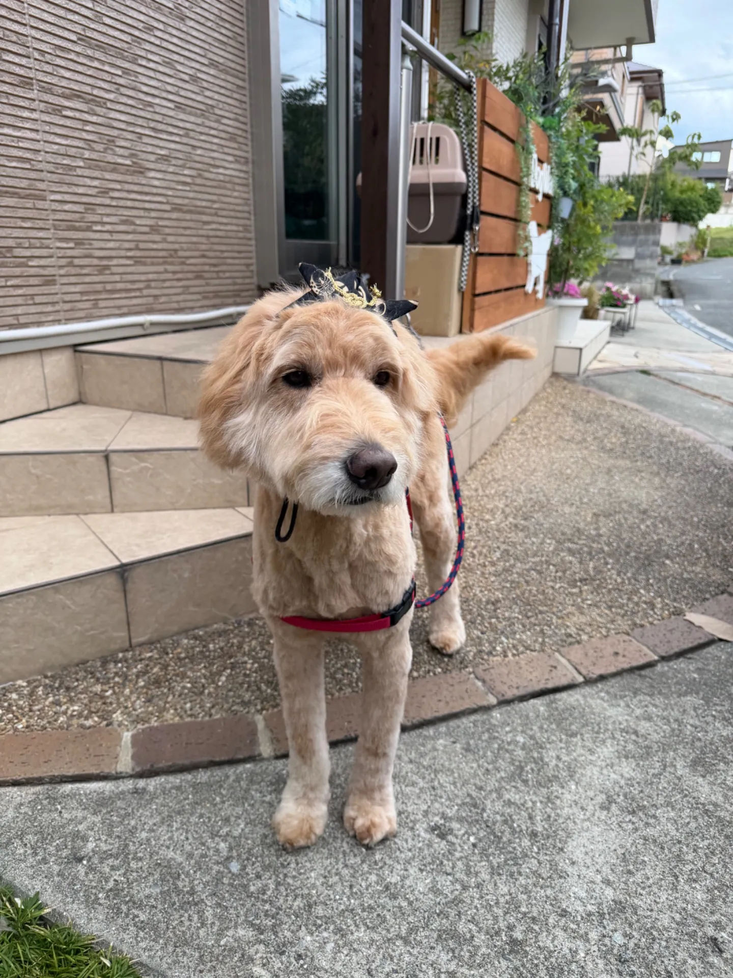 アランちゃん
