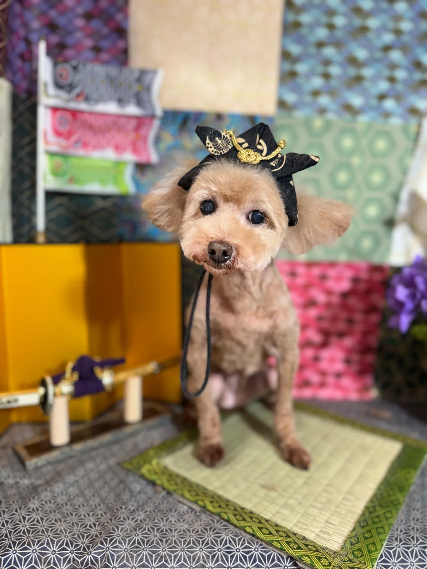 コムギちゃん