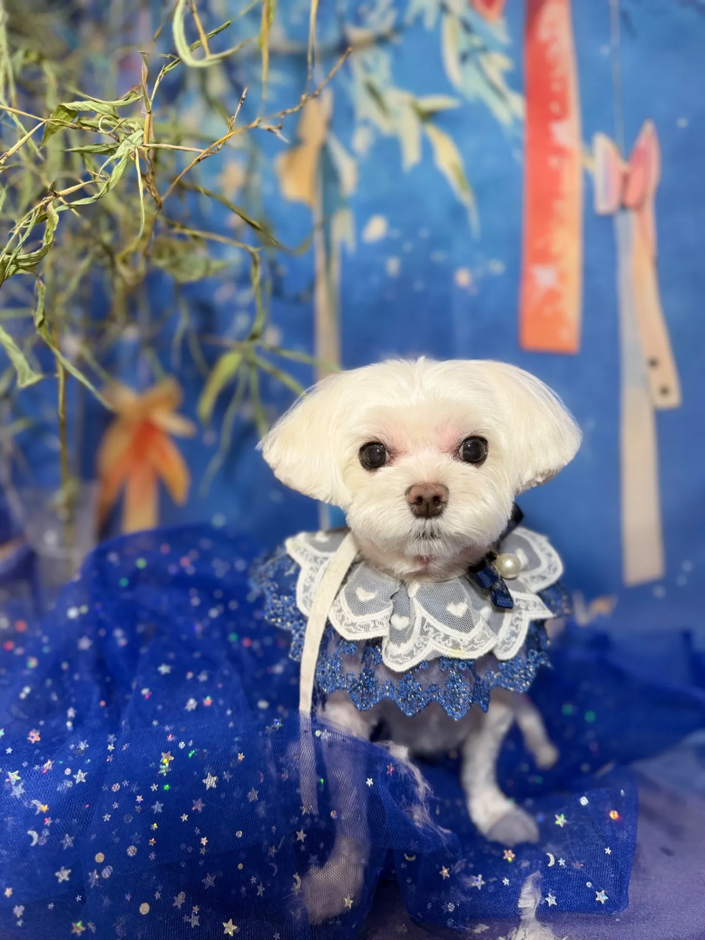 シェリちゃん