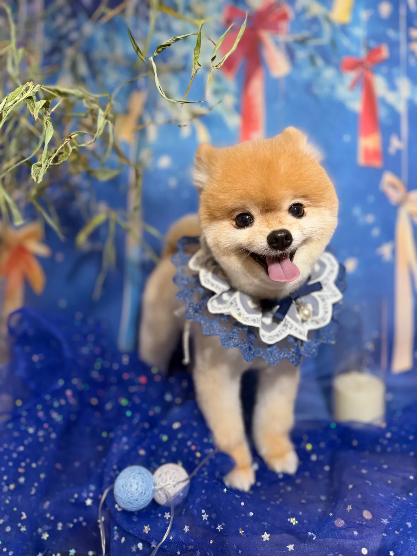 テトちゃん