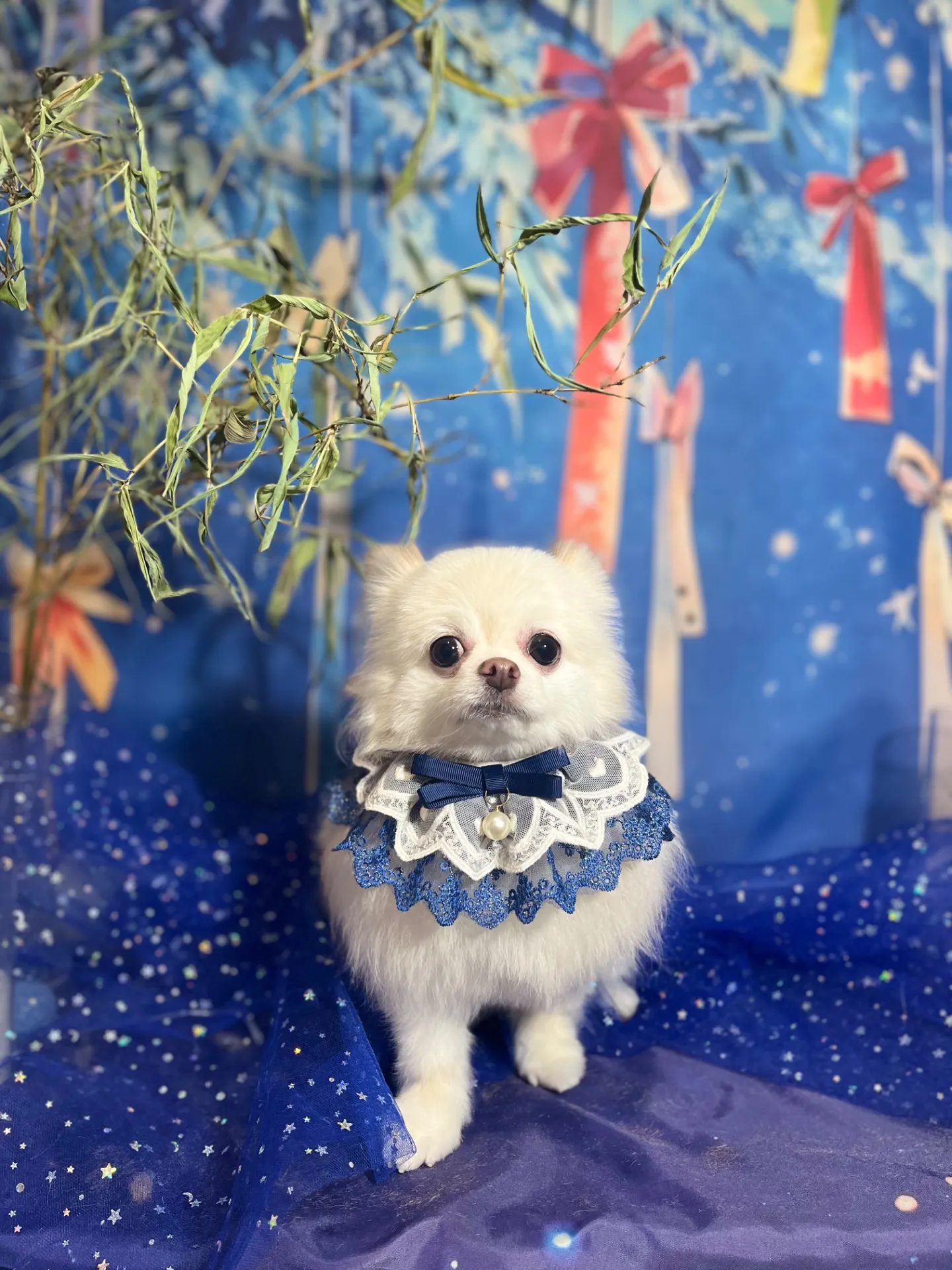 きなこくん