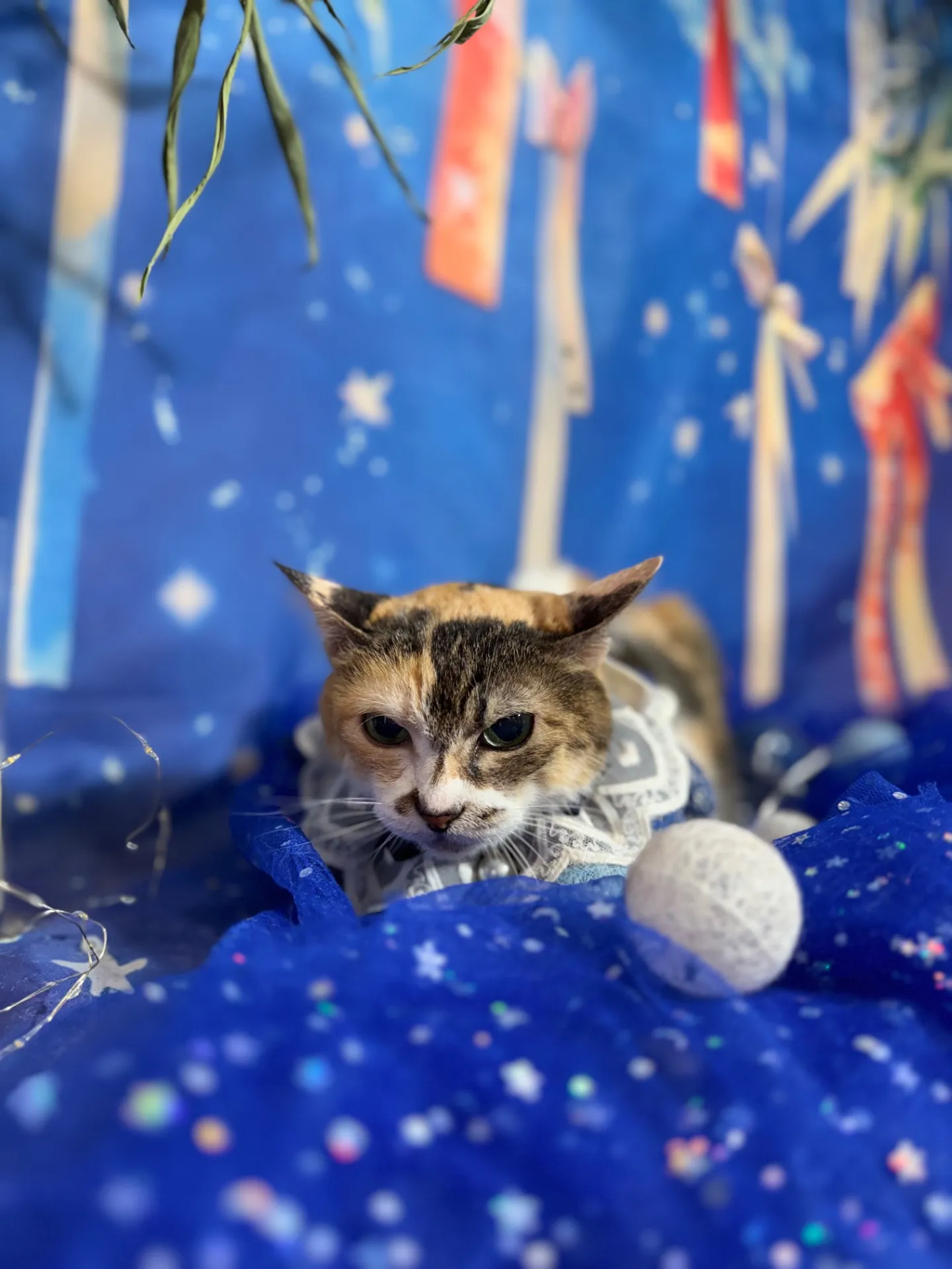 ミーちゃん