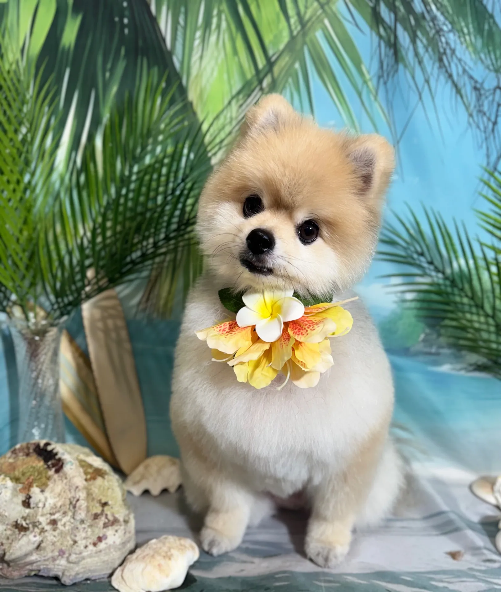 シシマルくん