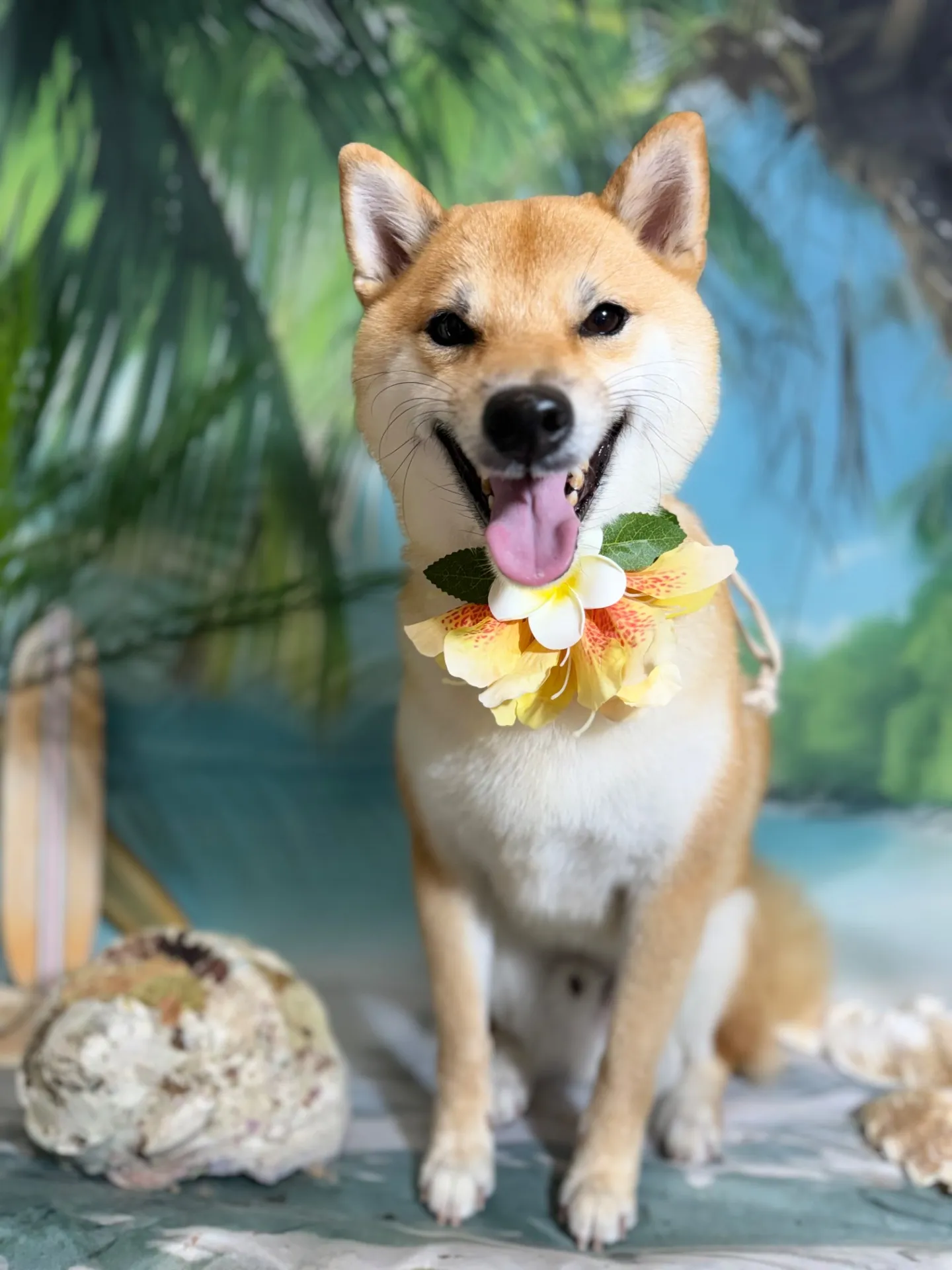 ソラちゃん