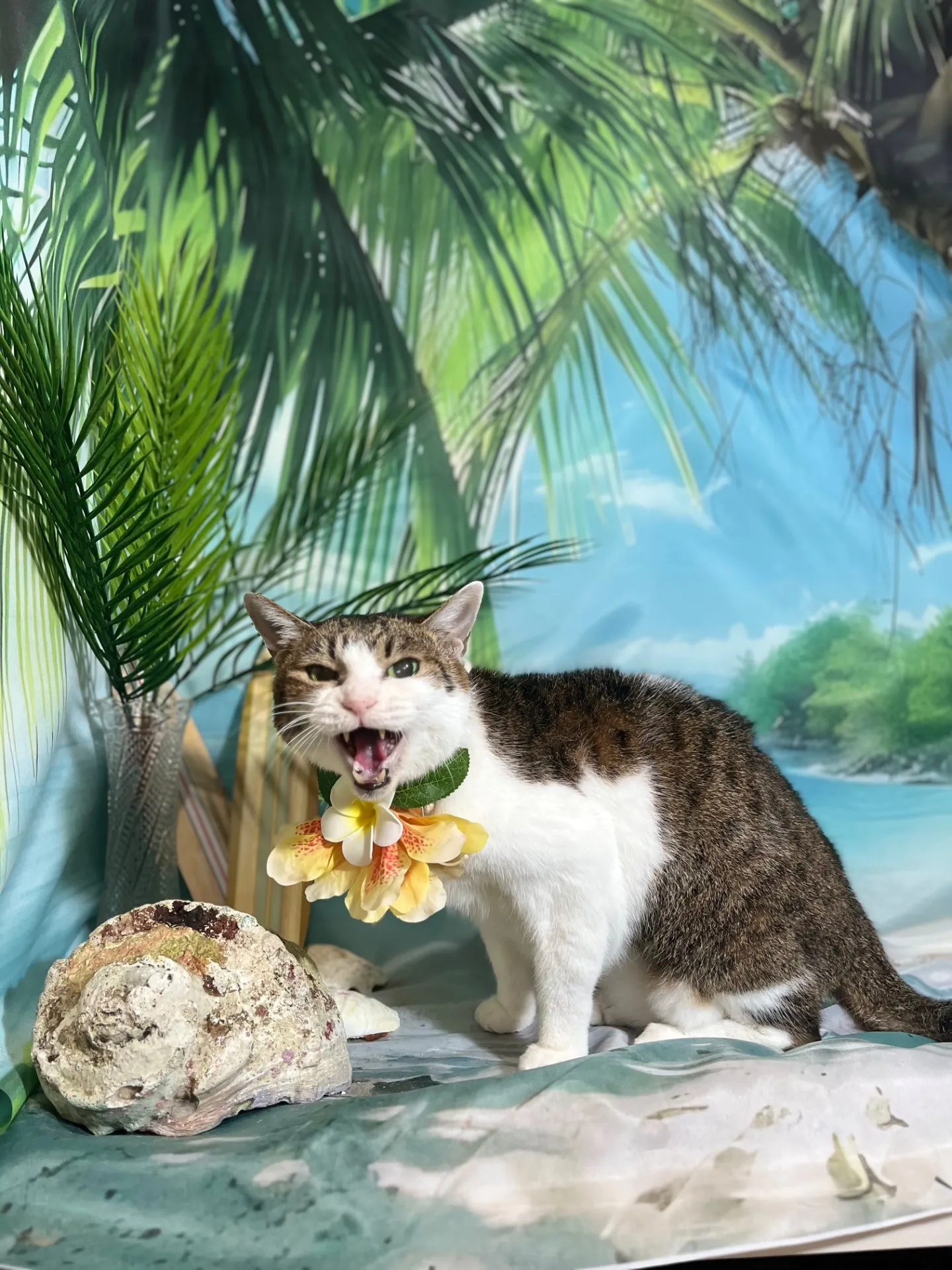 マァくん