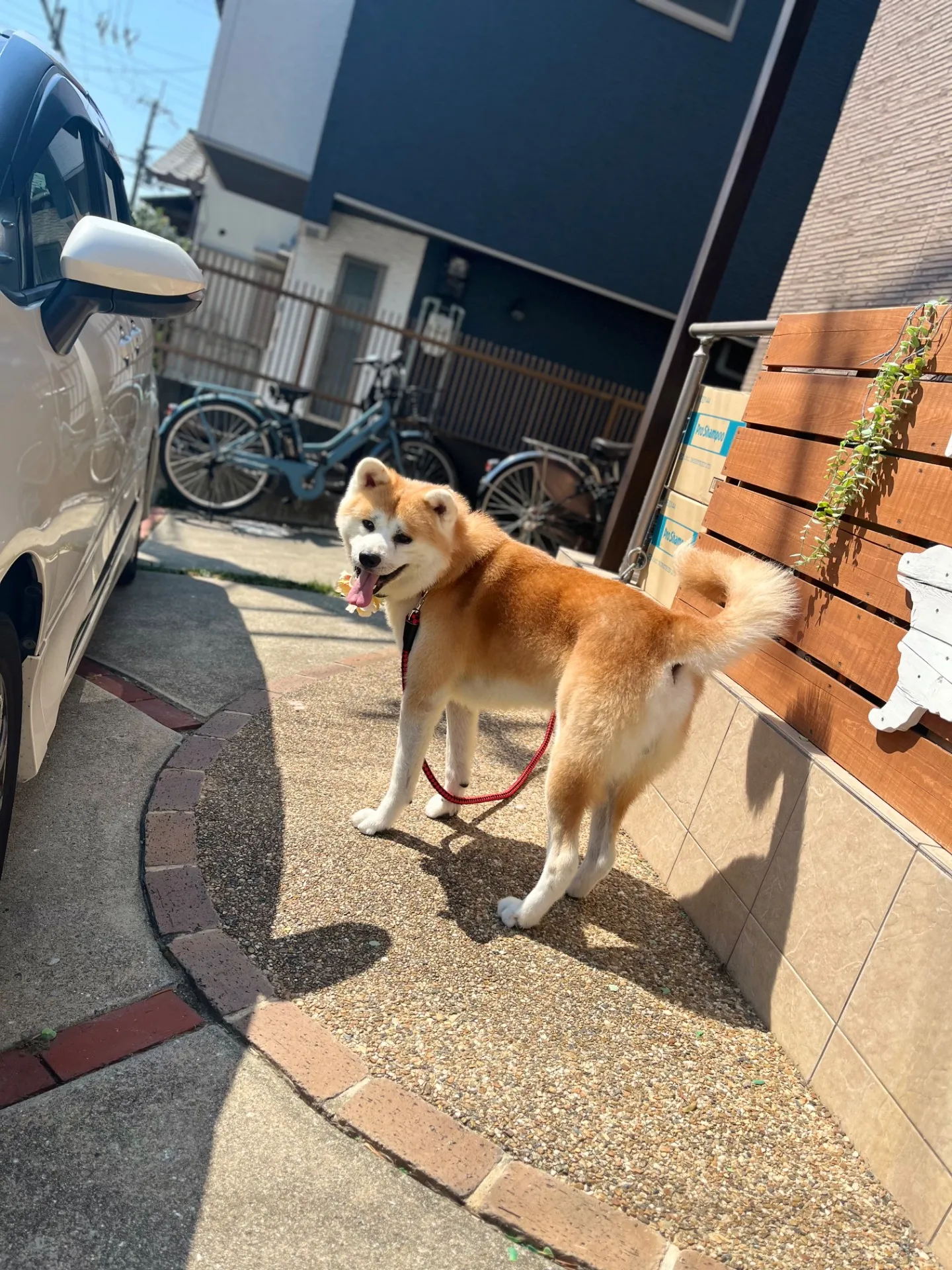 秋富士龍号くん