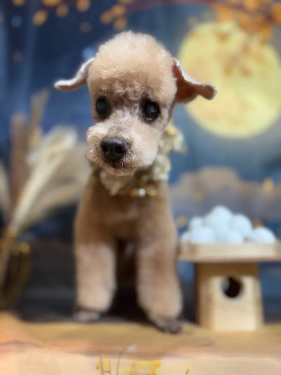 コロ吉くん