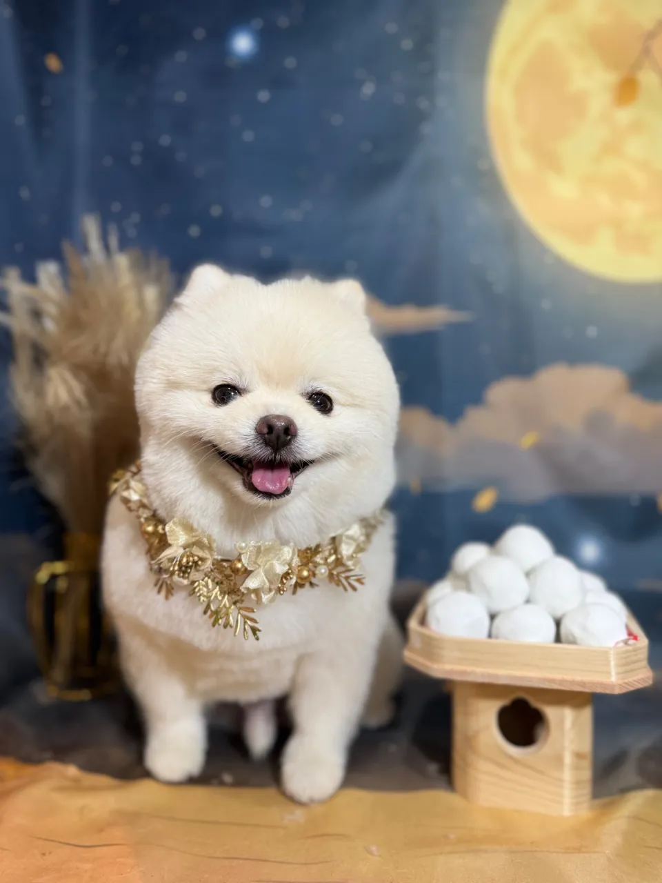 コロくん