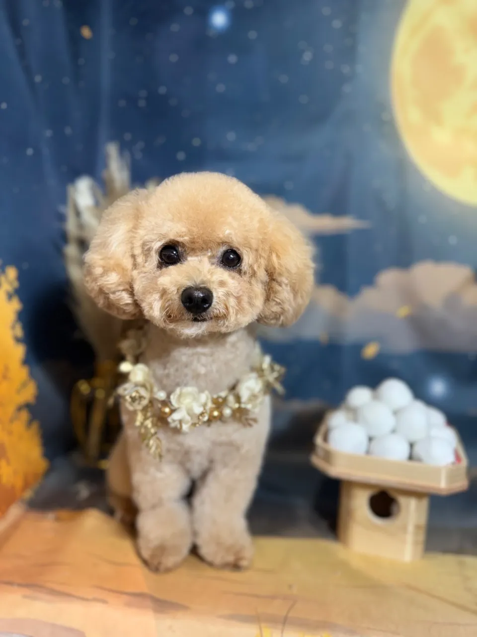 アンディちゃん