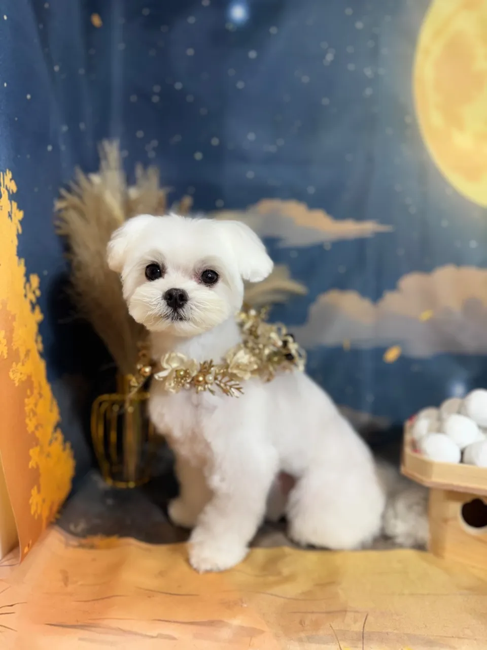 ニコちゃん