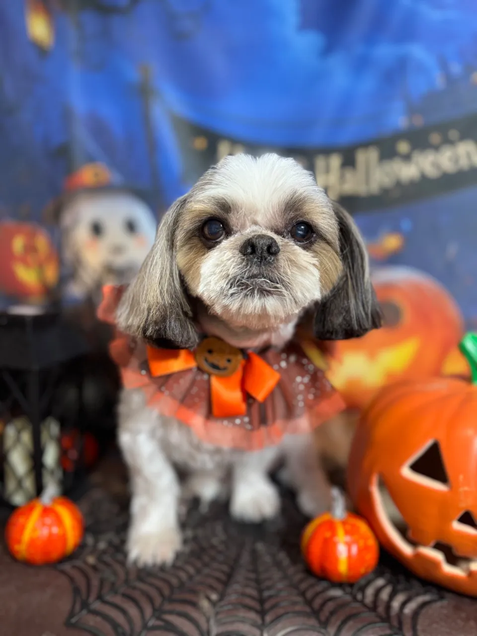 モモタロウくん